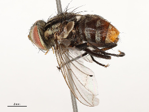  ( - CBG-B12443-B12)  @11 [ ] CreativeCommons - Attribution Share - Alike (2025) CBG Photography Group Centre for Biodiversity Genomics