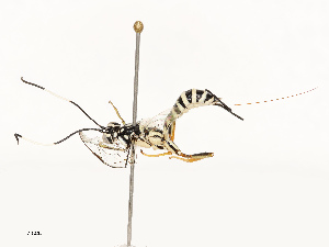  ( - CBG-B12443-D08)  @11 [ ] CreativeCommons - Attribution Share - Alike (2025) CBG Photography Group Centre for Biodiversity Genomics