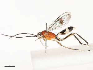  ( - CBG-B12443-F11)  @11 [ ] CreativeCommons - Attribution Share - Alike (2025) CBG Photography Group Centre for Biodiversity Genomics