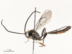  ( - CBG-B12443-G06)  @11 [ ] CreativeCommons - Attribution Share - Alike (2025) CBG Photography Group Centre for Biodiversity Genomics