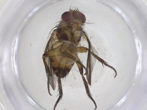  (Ceromya Janzen60 - CBG-A63424-C02)  @11 [ ] CreativeCommons - Attribution Share - Alike (2025) Centre for Biodiversity Genomics Centre for Biodiversity Genomics