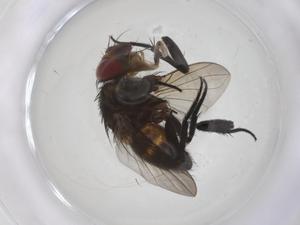  ( - CBG-A64448-A05)  @11 [ ] CreativeCommons - Attribution Share - Alike (2025) Centre for Biodiversity Genomics Centre for Biodiversity Genomics