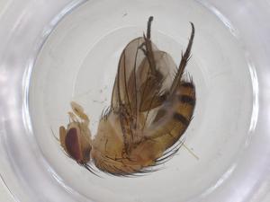  (Ceromya Malaise3479 - CBG-A64448-B09)  @11 [ ] CreativeCommons - Attribution Share - Alike (2025) Centre for Biodiversity Genomics Centre for Biodiversity Genomics