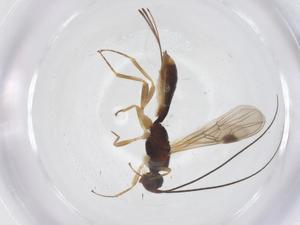  ( - CBG-A64451-D10)  @11 [ ] CreativeCommons - Attribution Share - Alike (2025) Centre for Biodiversity Genomics Centre for Biodiversity Genomics