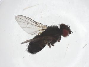  (Phytomyptera Janzen4232 - CBG-A64458-A01)  @11 [ ] CreativeCommons - Attribution Share - Alike (2025) Centre for Biodiversity Genomics Centre for Biodiversity Genomics