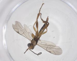  ( - CBG-A64460-B06)  @11 [ ] CreativeCommons - Attribution Share - Alike (2025) Centre for Biodiversity Genomics Centre for Biodiversity Genomics