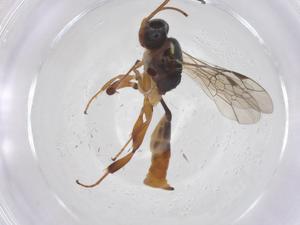  ( - CBG-A64464-D03)  @11 [ ] CreativeCommons - Attribution Share - Alike (2025) Centre for Biodiversity Genomics Centre for Biodiversity Genomics