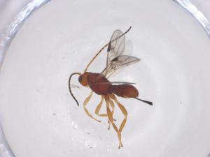  ( - CBG-A64468-F05)  @11 [ ] CreativeCommons - Attribution Share - Alike (2025) Centre for Biodiversity Genomics Centre for Biodiversity Genomics