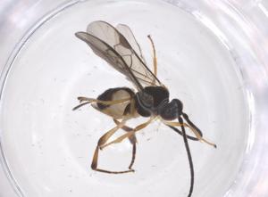  (Dolichogenidea junhyongkimi - CBG-A64488-H04)  @11 [ ] CreativeCommons - Attribution Share - Alike (2025) Centre for Biodiversity Genomics Centre for Biodiversity Genomics