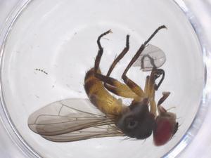  ( - CBG-A64503-H08)  @11 [ ] CreativeCommons - Attribution Share - Alike (2025) Centre for Biodiversity Genomics Centre for Biodiversity Genomics