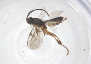  ( - CBG-A64507-H08)  @11 [ ] CreativeCommons - Attribution Share - Alike (2025) Centre for Biodiversity Genomics Centre for Biodiversity Genomics