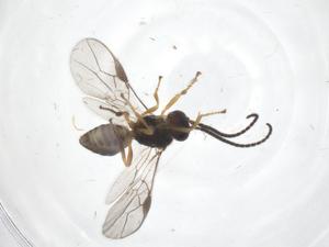  ( - CBG-A64508-H08)  @11 [ ] CreativeCommons - Attribution Share - Alike (2025) Centre for Biodiversity Genomics Centre for Biodiversity Genomics