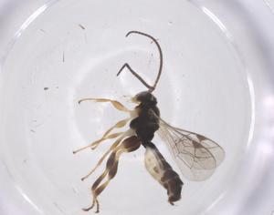  ( - CBG-A65096-D02)  @11 [ ] CreativeCommons - Attribution Share - Alike (2025) Centre for Biodiversity Genomics Centre for Biodiversity Genomics