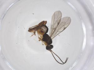  ( - CBG-A65097-D09)  @11 [ ] CreativeCommons - Attribution Share - Alike (2025) Centre for Biodiversity Genomics Centre for Biodiversity Genomics