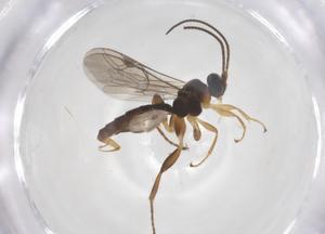  ( - CBG-A65097-G06)  @11 [ ] CreativeCommons - Attribution Share - Alike (2025) Centre for Biodiversity Genomics Centre for Biodiversity Genomics