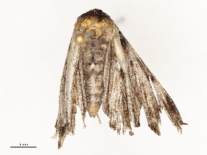  ( - CBG-A67012-A02)  @11 [ ] CreativeCommons - Attribution Share - Alike (2025) CBG Photography Group Centre for Biodiversity Genomics