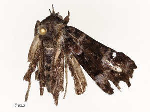  ( - CBG-A67012-A03)  @11 [ ] CreativeCommons - Attribution Share - Alike (2025) CBG Photography Group Centre for Biodiversity Genomics