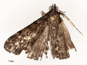  (ereMalaise01 Malaise7012 - CBG-A67012-A04)  @11 [ ] CreativeCommons - Attribution Share - Alike (2025) CBG Photography Group Centre for Biodiversity Genomics