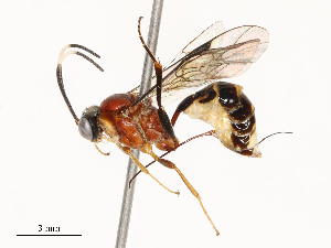  ( - CBG-A67012-H06)  @11 [ ] CreativeCommons - Attribution Share - Alike (2025) CBG Photography Group Centre for Biodiversity Genomics