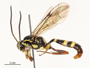  ( - CBG-A67013-H05)  @11 [ ] CreativeCommons - Attribution Share - Alike (2025) CBG Photography Group Centre for Biodiversity Genomics