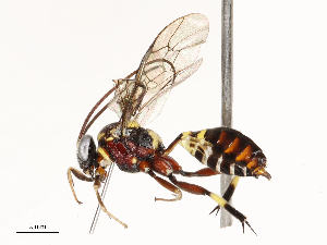  ( - CBG-A67014-C05)  @11 [ ] CreativeCommons - Attribution Share - Alike (2025) CBG Photography Group Centre for Biodiversity Genomics