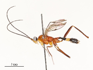  (Megastylus Malaise2669 - CBG-A67014-D04)  @11 [ ] CreativeCommons - Attribution Share - Alike (2025) CBG Photography Group Centre for Biodiversity Genomics