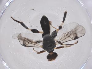  (Diolcogaster Malaise9932 - CBG-A67136-E04)  @11 [ ] CreativeCommons - Attribution Share - Alike (2025) Centre for Biodiversity Genomics Centre for Biodiversity Genomics