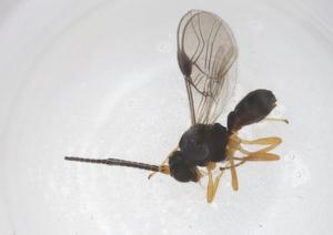  ( - CBG-A67164-A12)  @11 [ ] CreativeCommons - Attribution Share - Alike (2025) Centre for Biodiversity Genomics Centre for Biodiversity Genomics