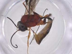  ( - CBG-A67260-E04)  @11 [ ] CreativeCommons - Attribution Share - Alike (2025) Centre for Biodiversity Genomics Centre for Biodiversity Genomics