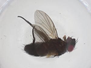  ( - CBG-A67643-B04)  @11 [ ] CreativeCommons - Attribution Share - Alike (2025) Centre for Biodiversity Genomics Centre for Biodiversity Genomics