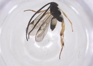  ( - CBG-A67650-C02)  @11 [ ] CreativeCommons - Attribution Share - Alike (2025) Centre for Biodiversity Genomics Centre for Biodiversity Genomics