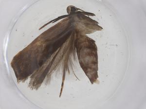  ( - CBG-A67658-A03)  @11 [ ] CreativeCommons - Attribution Share - Alike (2025) Centre for Biodiversity Genomics Centre for Biodiversity Genomics