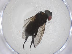  ( - CBG-A67663-D10)  @11 [ ] CreativeCommons - Attribution Share - Alike (2025) Centre for Biodiversity Genomics Centre for Biodiversity Genomics