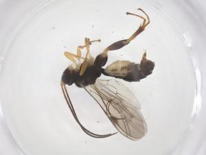  (Chilocyrtus Malaise2512 - CBG-A67668-B01)  @11 [ ] CreativeCommons - Attribution Share - Alike (2025) Centre for Biodiversity Genomics Centre for Biodiversity Genomics