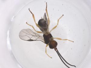  ( - CBG-A67670-A01)  @11 [ ] CreativeCommons - Attribution Share - Alike (2025) Centre for Biodiversity Genomics Centre for Biodiversity Genomics