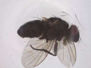  ( - CBG-A67670-A11)  @11 [ ] CreativeCommons - Attribution Share - Alike (2025) Centre for Biodiversity Genomics Centre for Biodiversity Genomics