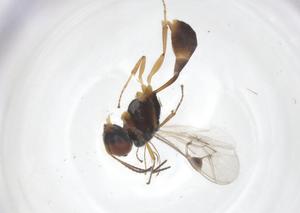  (Allophrys divaricataDHJ01 - CBG-A67753-H08)  @11 [ ] CreativeCommons - Attribution Share - Alike (2025) Centre for Biodiversity Genomics Centre for Biodiversity Genomics