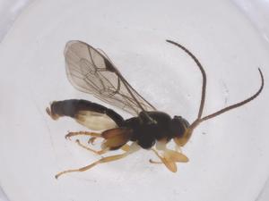  ( - CBG-A67754-B11)  @11 [ ] CreativeCommons - Attribution Share - Alike (2025) Centre for Biodiversity Genomics Centre for Biodiversity Genomics