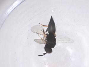  ( - CBG-A67760-C02)  @11 [ ] CreativeCommons - Attribution Share - Alike (2025) Centre for Biodiversity Genomics Centre for Biodiversity Genomics