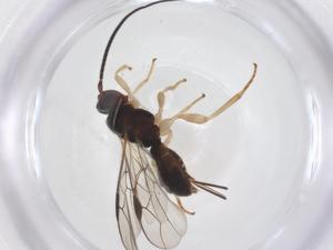  ( - CBG-A67763-C02)  @11 [ ] CreativeCommons - Attribution Share - Alike (2025) Centre for Biodiversity Genomics Centre for Biodiversity Genomics