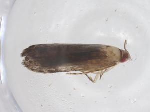  ( - CBG-A67782-E10)  @11 [ ] CreativeCommons - Attribution Share - Alike (2025) Centre for Biodiversity Genomics Centre for Biodiversity Genomics