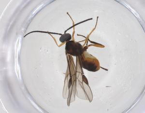  ( - CBG-A67782-F06)  @11 [ ] CreativeCommons - Attribution Share - Alike (2025) Centre for Biodiversity Genomics Centre for Biodiversity Genomics