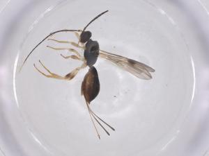  ( - CBG-A67783-D03)  @11 [ ] CreativeCommons - Attribution Share - Alike (2025) Centre for Biodiversity Genomics Centre for Biodiversity Genomics