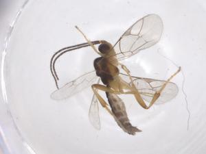  ( - CBG-A67783-G01)  @11 [ ] CreativeCommons - Attribution Share - Alike (2025) Centre for Biodiversity Genomics Centre for Biodiversity Genomics