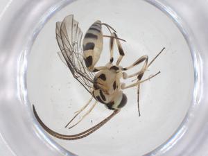  ( - CBG-A67785-D11)  @11 [ ] CreativeCommons - Attribution Share - Alike (2025) Centre for Biodiversity Genomics Centre for Biodiversity Genomics