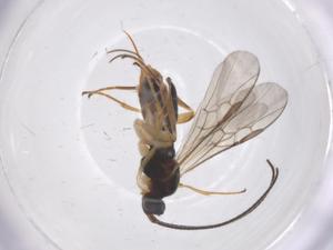  ( - CBG-A67786-H08)  @11 [ ] CreativeCommons - Attribution Share - Alike (2025) Centre for Biodiversity Genomics Centre for Biodiversity Genomics