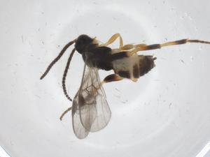  (Diolcogaster Choi51 - CBG-A67788-F07)  @11 [ ] CreativeCommons - Attribution Share - Alike (2025) Centre for Biodiversity Genomics Centre for Biodiversity Genomics