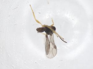  (Heterospilus Malaise9893 - CBG-A67790-G04)  @11 [ ] CreativeCommons - Attribution Share - Alike (2025) Centre for Biodiversity Genomics Centre for Biodiversity Genomics