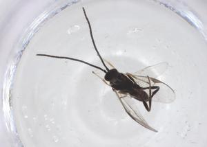  (Dolichogenidea Malaise0221 - CBG-A67792-B08)  @11 [ ] CreativeCommons - Attribution Share - Alike (2025) Centre for Biodiversity Genomics Centre for Biodiversity Genomics