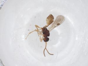  ( - CBG-A67792-E06)  @11 [ ] CreativeCommons - Attribution Share - Alike (2025) Centre for Biodiversity Genomics Centre for Biodiversity Genomics